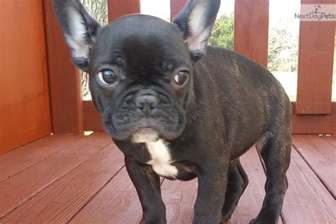It's always fast and free to place your order online. Twila: French Bulldog puppy for sale near Springfield ...