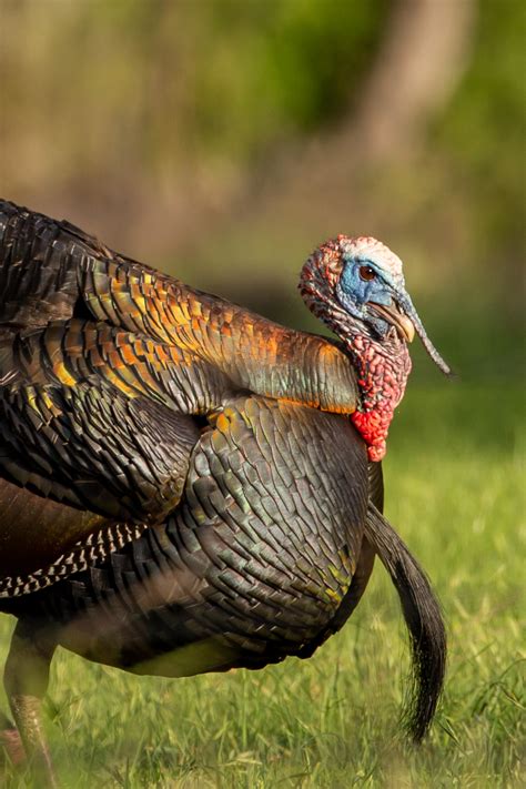 Late Afternoon Long Beard Photo Contest The National Wild Turkey
