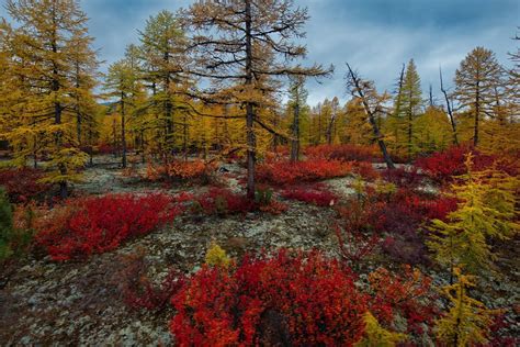 Russia Magadan Region Autumn Taiga On Permafrost Russia Region