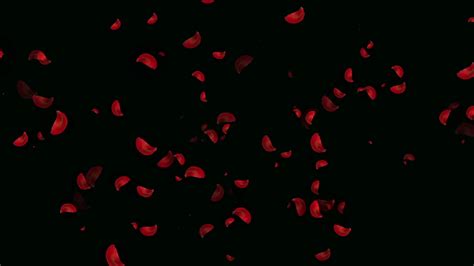 Falling Rose Petals On Black Stock Motion Graphics Sbv 305591132