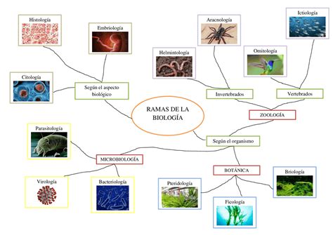Mapa Mental Sobre Las Ramas De La Microbiologia Images