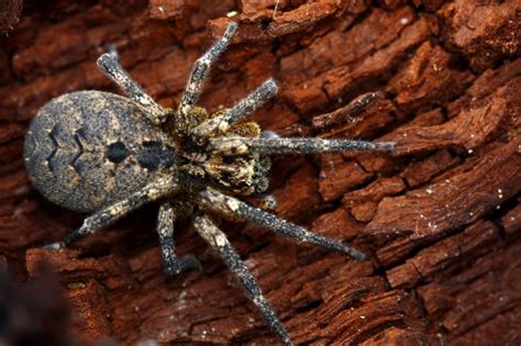 More images for how to kill spiders in your house » How To Get Rid Of House Spiders? - The Housing Forum