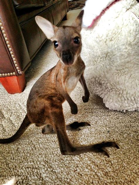 Baby Kangaroo My Love For Animals Pinterest