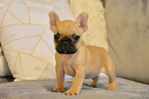 Each of our bulldogs is a true house dog and has its own spot on the bed. French Bulldog Puppies Texas