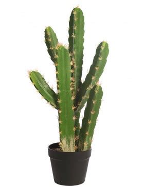 San pedro cactus was the equivalent and/or equal to 300 to 500 milligrams of pharmaceutical mescaline sulfate. Cactus San Pedro En Maceta 60cm - Comprar al mejor precio
