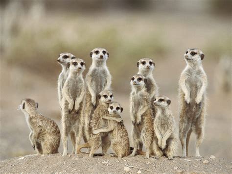 Animals Directions Meerkats Kgalagadi Desert Namibia Africa