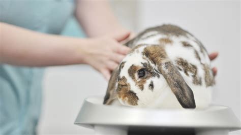 Rabbit Advice Local Vets In Wendover Wendover Heights Veterinary Centre