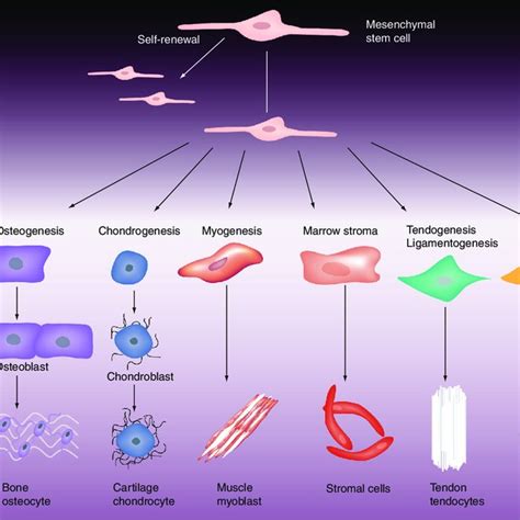 Multilineage Differentiation Potential Of Mesenchymal Stem Cells