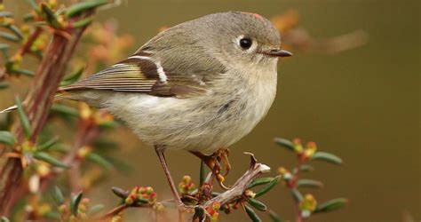 Ruby Crowned Kinglet Identification All About Birds Cornell Lab Of