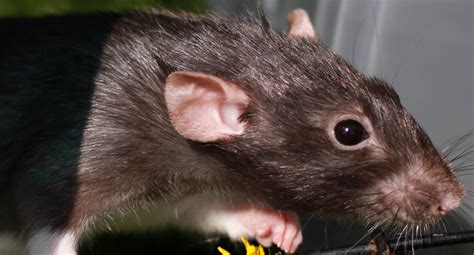When using a snap trap to capture a rat, be sure to use a larger trap labeled for rat the best way to prevent rats from becoming your roommates is to make your home uninviting and inhospitable. Does poison make rats thirsty and die outside?