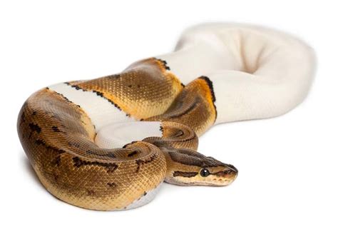Pied Ball Python Care Sheet And Facts Az Reptiles