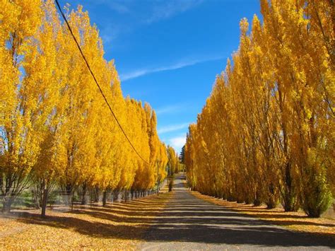 Orange community and visitor information portal: Orange Turns Gold For Autumn - New South Wales