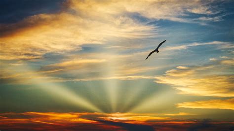 2048x1152 Bird Flying Sunset Evening View Clouds Beautiful Sky 5k