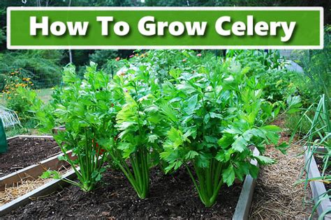 Jan 06, 2021 · if you are going to move the rooting celery from the base directly into the garden, work some compost into the soil prior to planting. How To Grow Celery