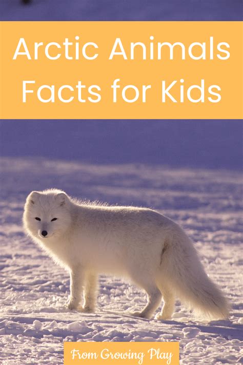 Arctic Animals Facts For Kids Growing Play