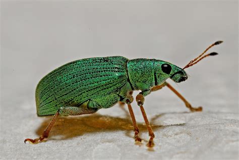 Beetle Identification and Guide to 21 Common Types - Owlcation