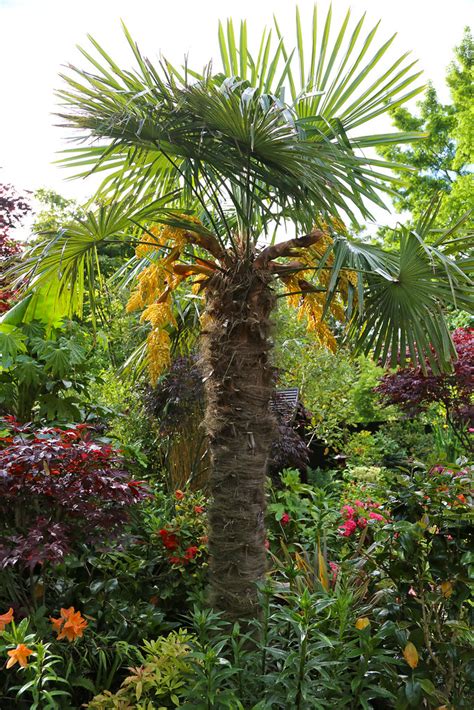 Trachycarpus fortunei palms in a public park. Flowering Trachycarpus Fortunei (Chusan Palm Tree) with th ...