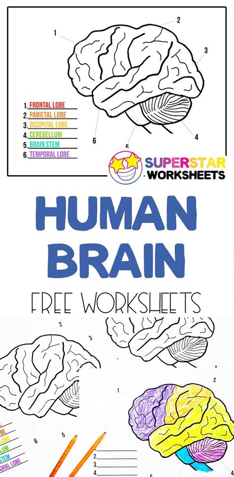 Parts Of The Human Brain Worksheet Answers