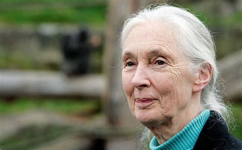 A Conversation With Jane Goodall 50 Years Of Chimpanzees The New York Times