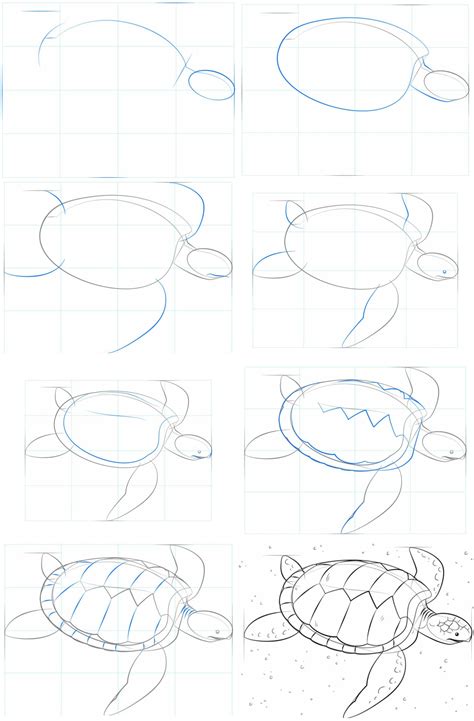 How To Draw A Sea Turtle Turtle Drawing Coral Drawing Turtle Sketch