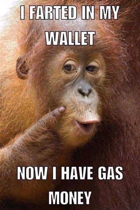 Monkey Meme Discover More Interesting Baboon Chimp Gorilla Money