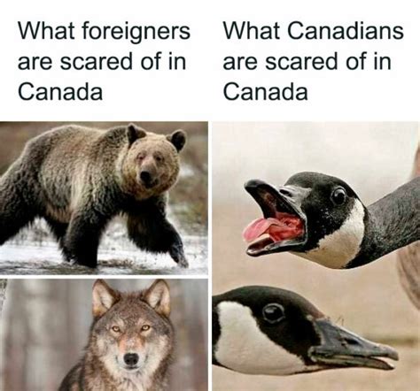 30 Memes And Posts Proving Why Canada Is Different From The Rest Of The