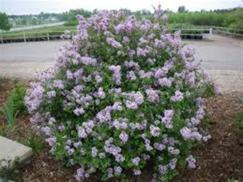Dwarf Korean Lilac Syringa Meyeri Palibin 3 Potted Plants Etsy