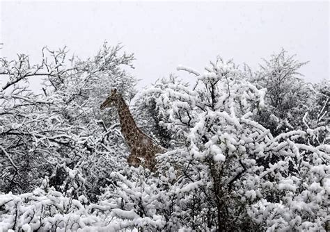 Record snow in south africa! Snowing in Africa? Giraffe in snowfall. : southafrica