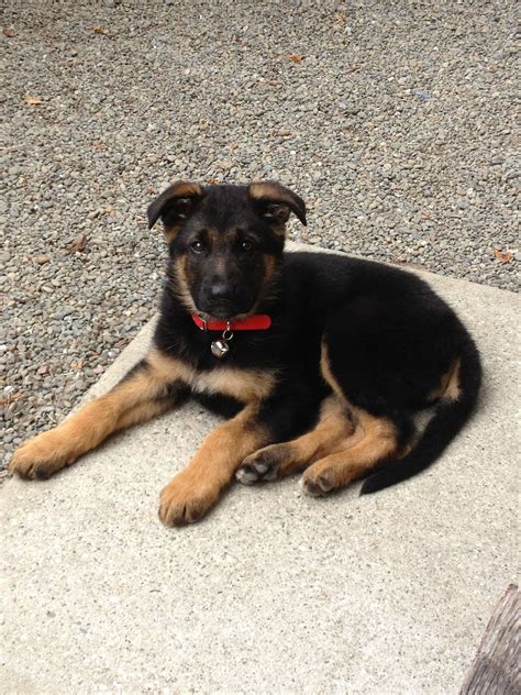 Mostly Black And Red Collar Beautiful German Shepherd Puppies Pets
