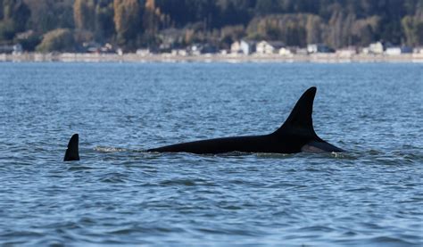 Photos Resident Orca Pods Return To Puget Sound Komo