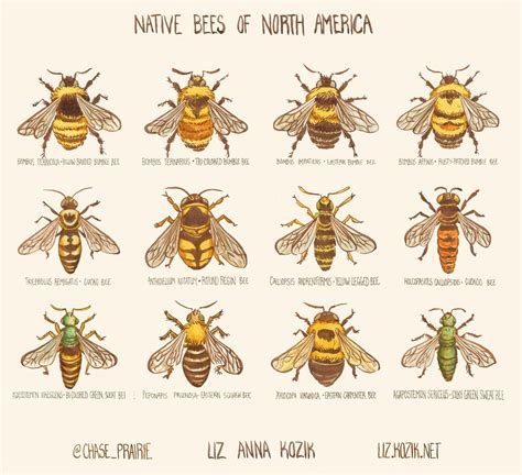 Celebrate The Buzzy Bees Of North America With A Liz Anna Kozik