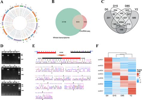 Genome Wide Identification And Differential Analysis Of Circular Rnas