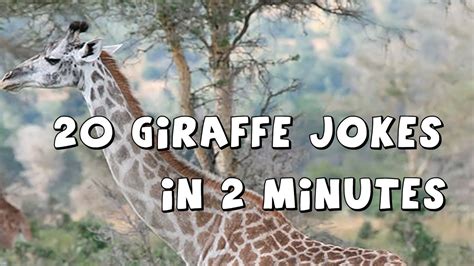 20 Giraffe Jokes In 2 Minutes Youtube