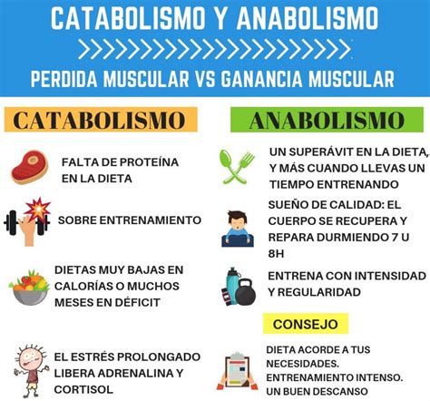 Anabolismo Y Catabolismo Cuadros Comparativos Y Diferencias Cuadro