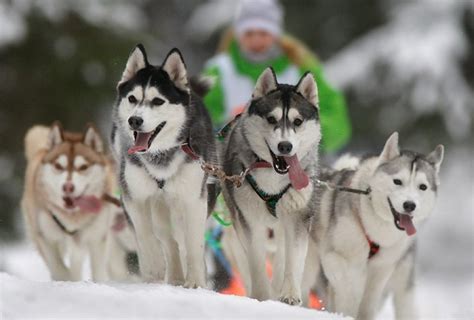 Husky Sled Rides Dog Sledding In Moscow And Moscow Region