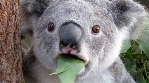 Koala Sound Effect Sound Of Kaola Bear Screaming Youtube