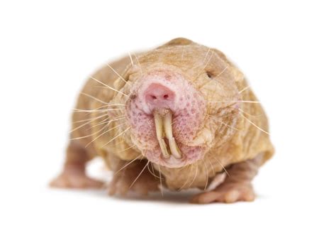 Secrets Of The Naked Mole Rat Revealed