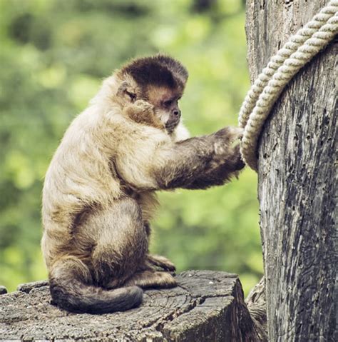 11 Mischievous Facts About Capuchin Monkeys Mental Floss