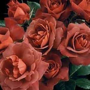 Hot cocoa hybrid tea rose. Hot Cocoa Shrub Rose Buy Online, Best Prices