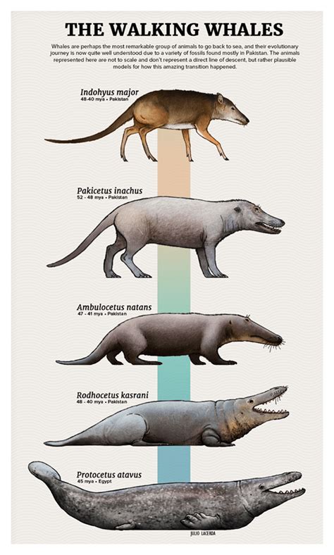 Tumblr Artist Paleoart Creates Beautiful Animal Evolution Series 22