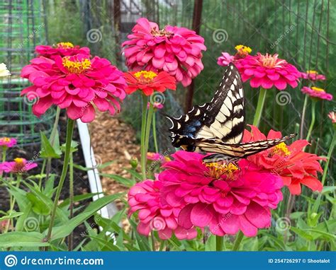 Red Zinnia Flowers And Swallowtail Butterfly In A Green Garden In