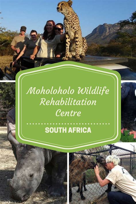 Moholoholo Wildlife Rehabilitation Centre We Spent A Fortnight At Moholoholo Wildlife