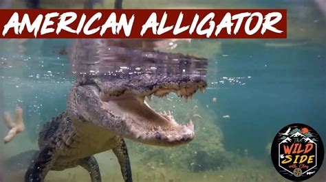More American Alligator Facts Youtube