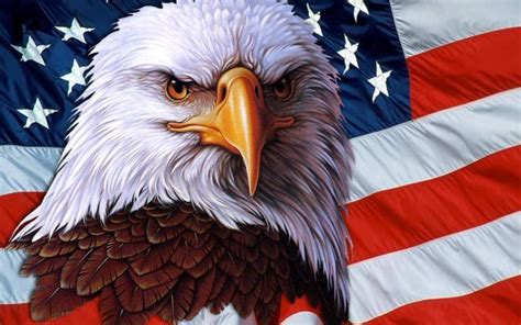 Bald Eagle Cool Wallpapers Top Free Bald Eagle Cool Backgrounds