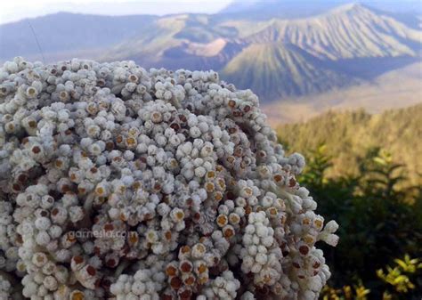 Di sini ada 4 tabel suku bunga tertinggi, yang masing masing menunjukkan tabel suku bunga dengan jangka waktu 1 bulan, 3 bulan, dan 6 bulan, serta 12 bulan atau 1 tahun. Beberapa Tempat Indah untuk Melihat Bunga Edelweiss di Indonesia - Kometoday.com