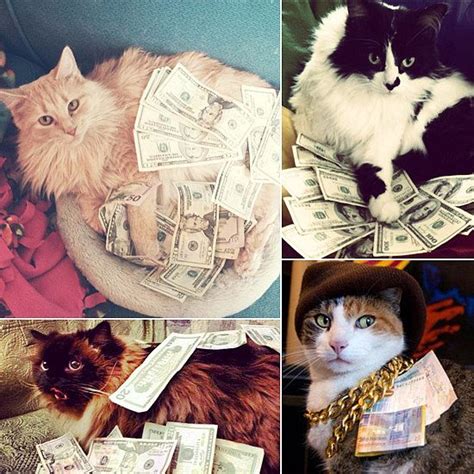 Look At Them Meow 15 Cats Rolling In Piles Of Cash Credit Card