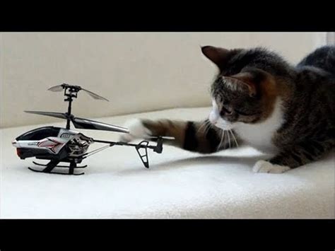 Cat Vs Radio Conrolled Helicopter Video