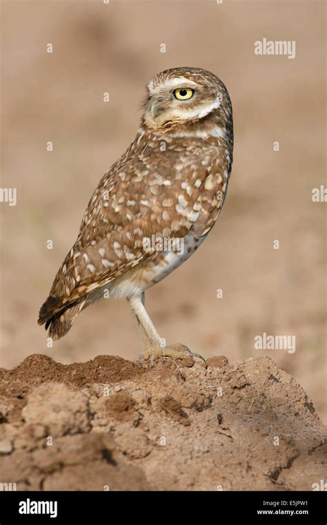 Burrowing Owl Athene Cunicularia Adult Stock Photo Alamy