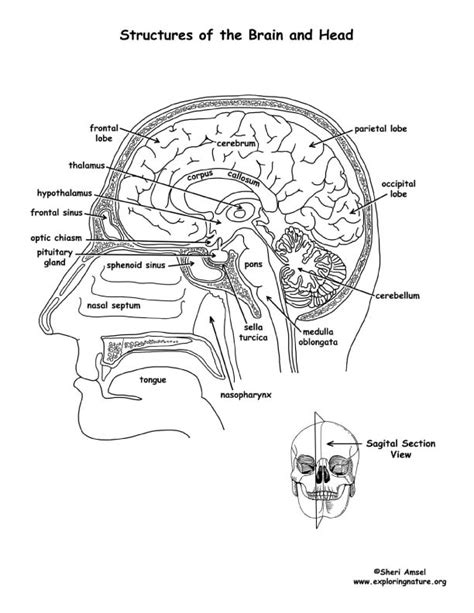 Gambar Brain Structures Labeled Coloring Page Anatomy Pages Pdf Di