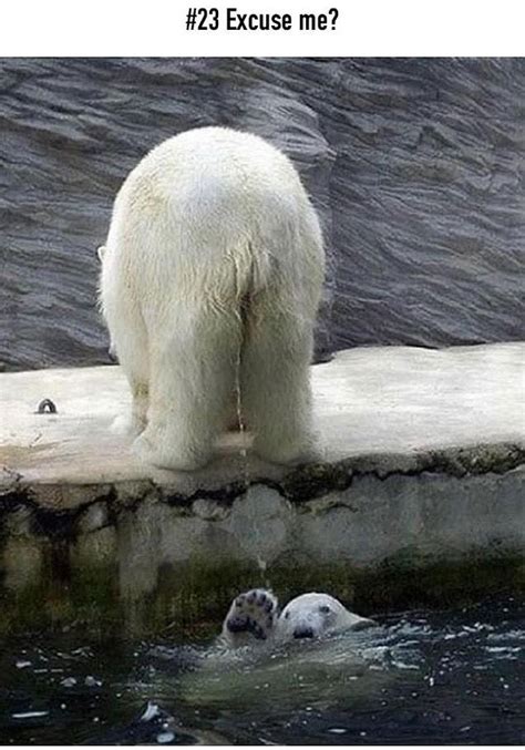25 Funniest Animal Fails To Brighten Up Your Day